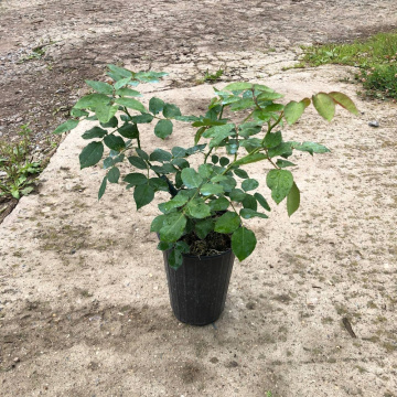 Стандарт поставки 10 Роза Ред Эмпайр