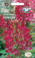 Клеома Победа - купить с доставкой