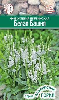 Физостегия виргинская Белая Башня