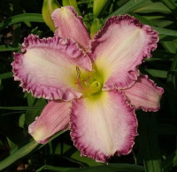 Hemerocallis Ocean Front Property - купить с доставкой