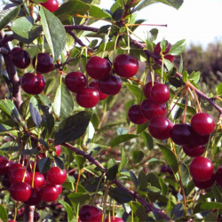 Cherry dwarf Zimní granátové jablko