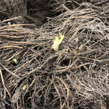 Стандарт поставки 3 Дельфиниум Принцесса Каролина Стандарт поставки 3 Дельфиниум Принцесса Каролина