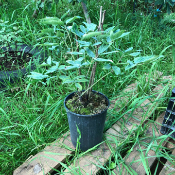 Стандарт поставки 15 Пион древовидный Король Цветов