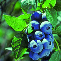 Купить саженцы голубики садовой по доступным ценам с доставкой по РФ