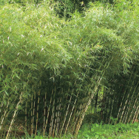 Листоколосник бамбуковый Биссета - купить с доставкой