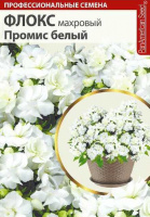 Флокс промис белый махровый - купить с доставкой