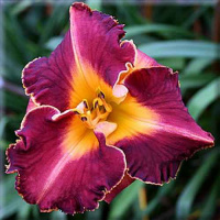 Hemerocallis Bugle Boy - купить с доставкой