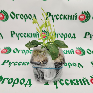 Стандарт поставки 4 Сирень обыкновенная Президент Греви