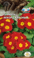 Примула Аккорд красный - купить с доставкой