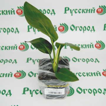 Стандарт поставки 3 Стрелиция