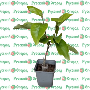 Стандарт поставки 4 Магнолия Сьюзан