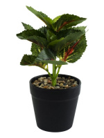 Декоративное растение Комнатный Цветок в кашпо из полиэтилена - купить с доставкой