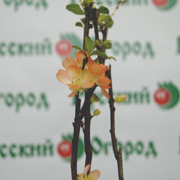 Стандарт поставки 4 Айва великолепная Камео