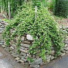 Стефанандра Криспа надрезаннолистная