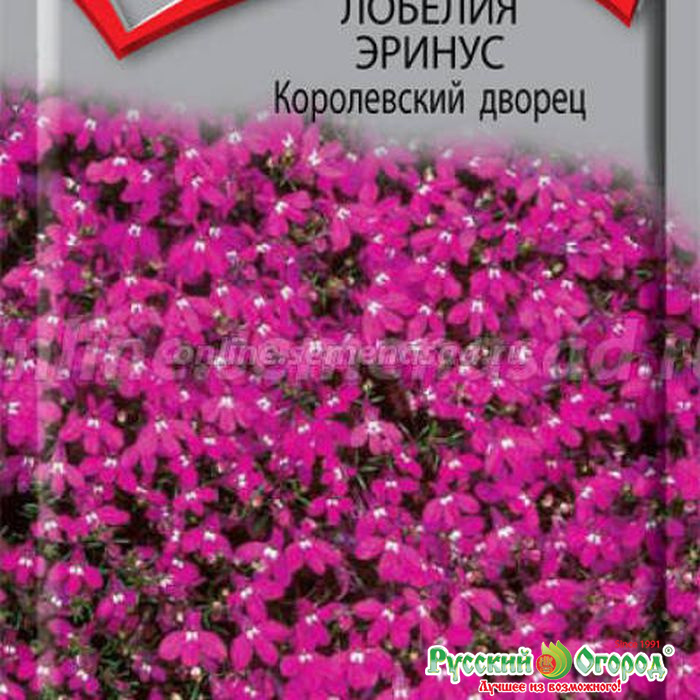 Лобелия эринус белый дворец