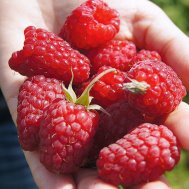 0c5041dc68dcd2c688e4dd18819cdf16 Малина без шипов как называется