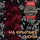 Гладиолус На Крыльях Ночи