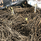 Дельфиниум Принцесса Каролина