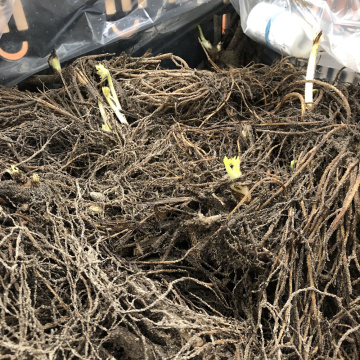 Стандарт поставки 1 Дельфиниум Принцесса Каролина Стандарт поставки 1 Дельфиниум Принцесса Каролина