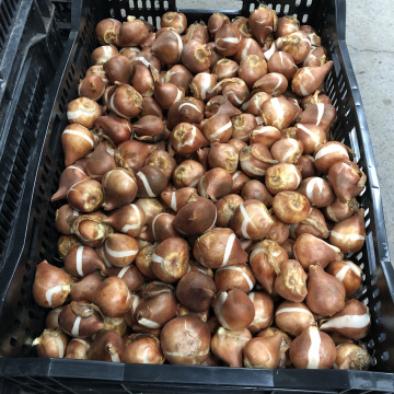 Стандарт поставки 3 Тюльпан Овьедо