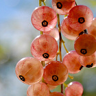 Смородина Голландская розовая (горшок 3л)