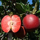Яблоня с красной мякотью Тринити