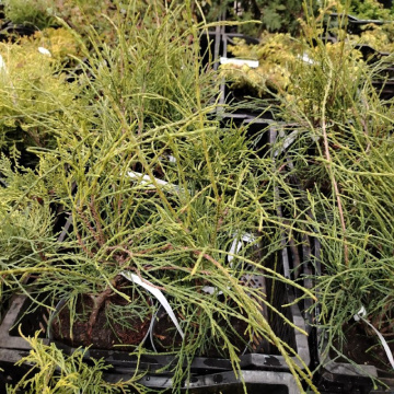 Стандарт поставки 2 Туя западная Филиформис (горшок 2л)