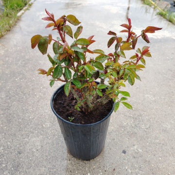 Стандарт поставки 17 Роза Ред Эмпайр (горшок 2л)