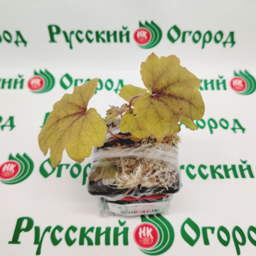Стандарт поставки 2 Гейхера Брасс Лантерн