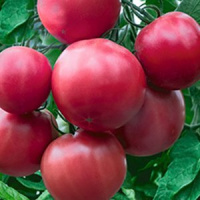 Томат Красное море® - купить с доставкой