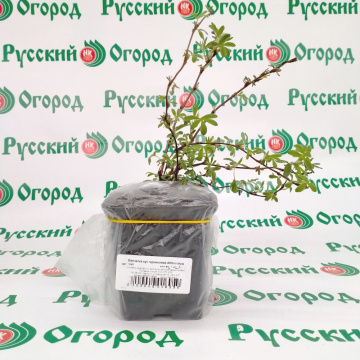 Стандарт поставки 3 Лапчатка кустарниковая Абботсвуд (горшок р9)