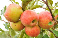 Яблоня Осеннее полосатое - купить с доставкой
