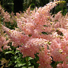 Астильба Пич Блоссом 