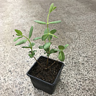 Жимолость Аврора (горшок 0,8л)