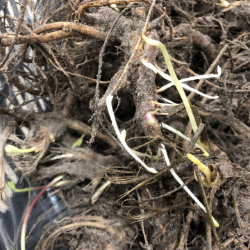 Стандарт поставки 5 Люпины Гибриды Рассела, смесь