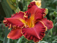Hemerocallis Spacecoast Gwen Denny - купить с доставкой