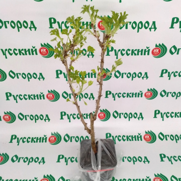 Стандарт поставки 4 Крыжовник Хинномаки Род