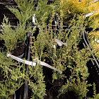 Можжевельник обыкновенный Хиберника (горшок 2л)