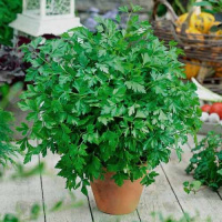 Петрушка листовая Гусиные лапки® - купить с доставкой