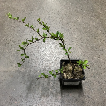 Стандарт поставки 2 Айва превосходная Техас Скарлет