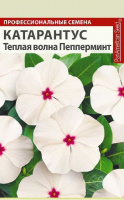 Катарантус Теплая волна Пеперминт - купить с доставкой
