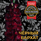Гладиолус Черный бархат
