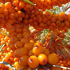 Облепиха Золотой початок