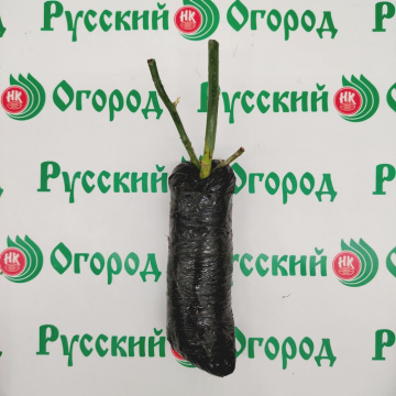 Стандарт поставки 4 Роза Розариум Ютерсен