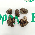 Анемона Бланда Блу Шейдз