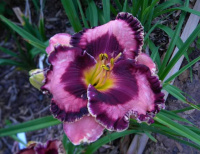 Hemerocallis Written On The Wind - купить с доставкой