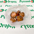Тюльпан Девенпорт