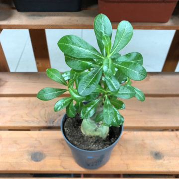 Стандарт поставки 3 Адениум тучный Уайт