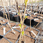 Смородина Литвиновская (горшок 5л)