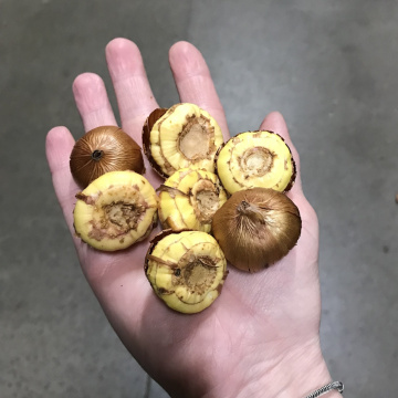 Стандарт поставки 6 Гладиолус И вновь Малика